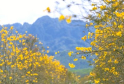金黃大道/黃花風鈴木金黃隧道